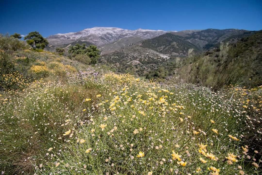 Finca El Almendro Árchez Buitenkant foto